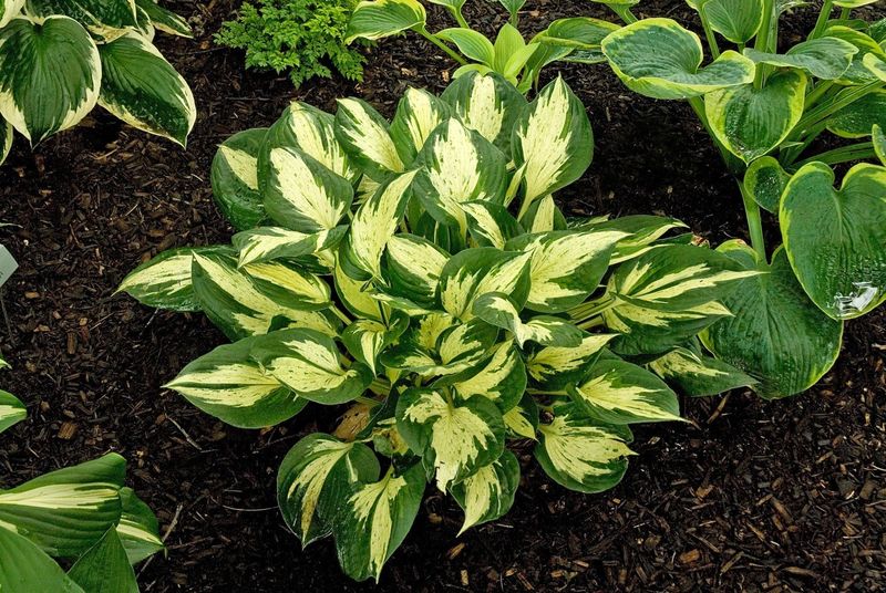 Hosta (Plantain Lily) - Revolution