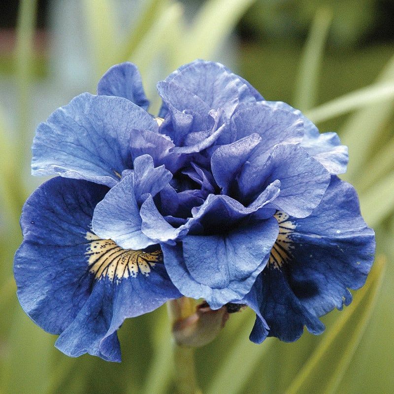 Iris Siberica - Concord Crush Double