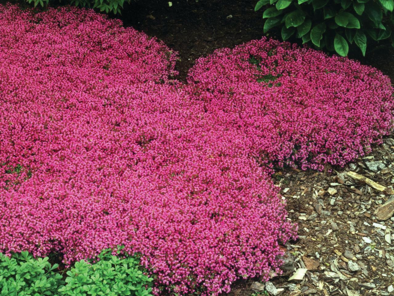 Thymus - Creeping Thyme - Coccineus