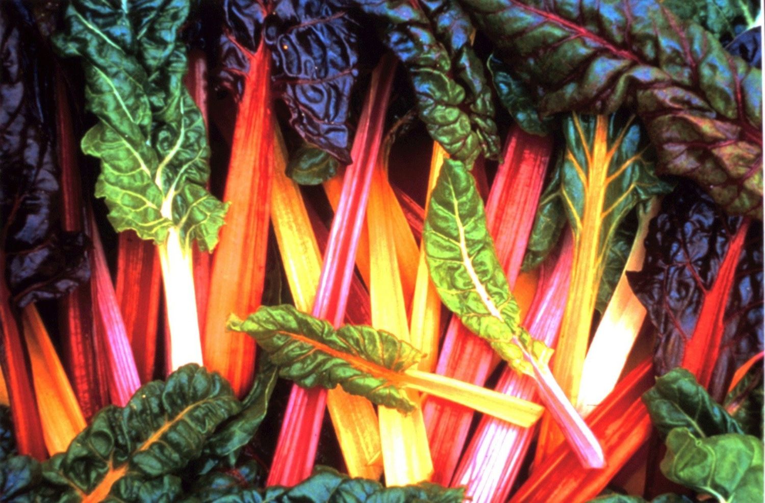 Swiss Chard - Bright Lights (6 Pack)