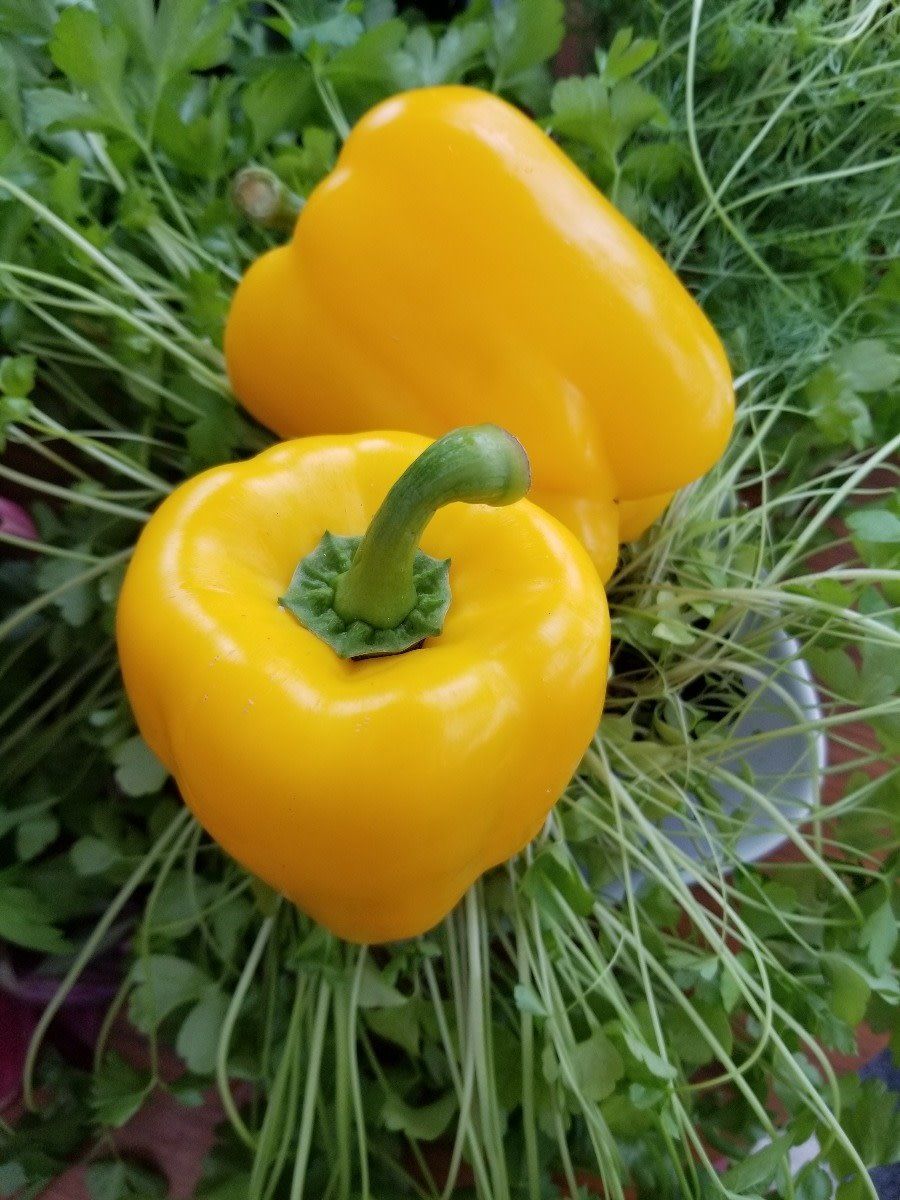 Pepper - California Wonder Golden (6 Pack Large)