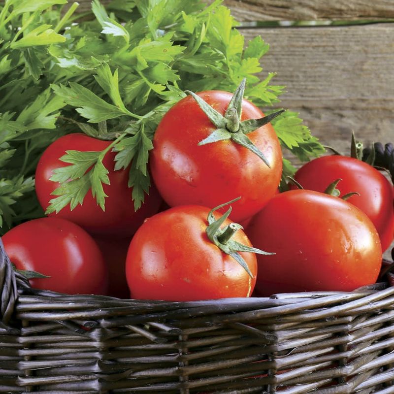 Tomato - Early Girl Bush (6 Pack Large)