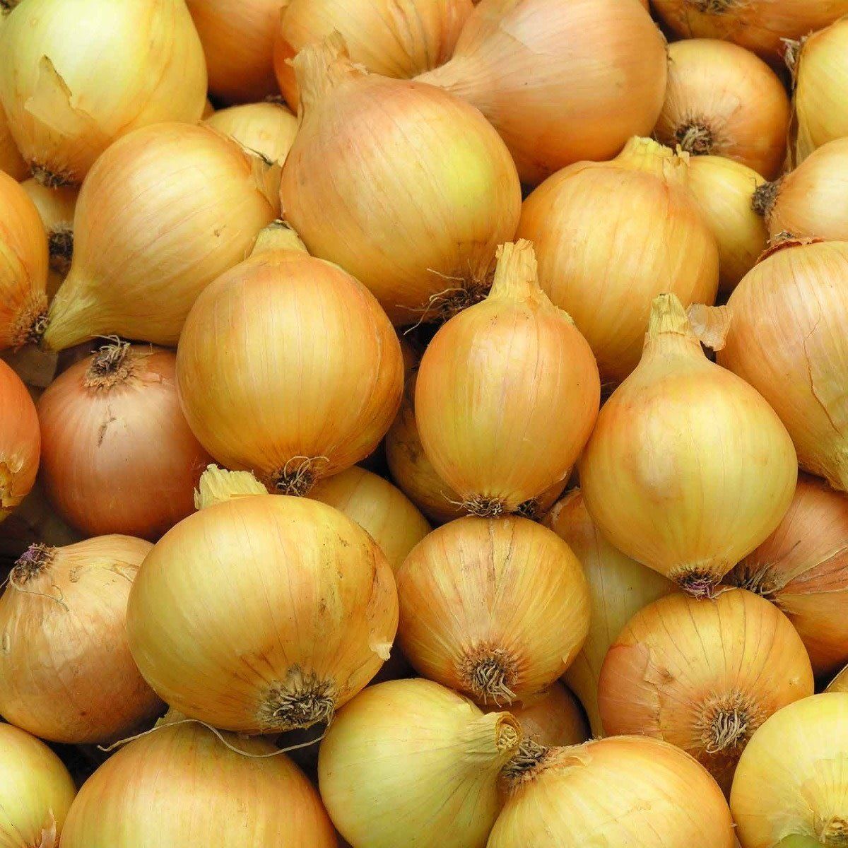 Onion - Spanish Sweet Yellow (6 Pack)