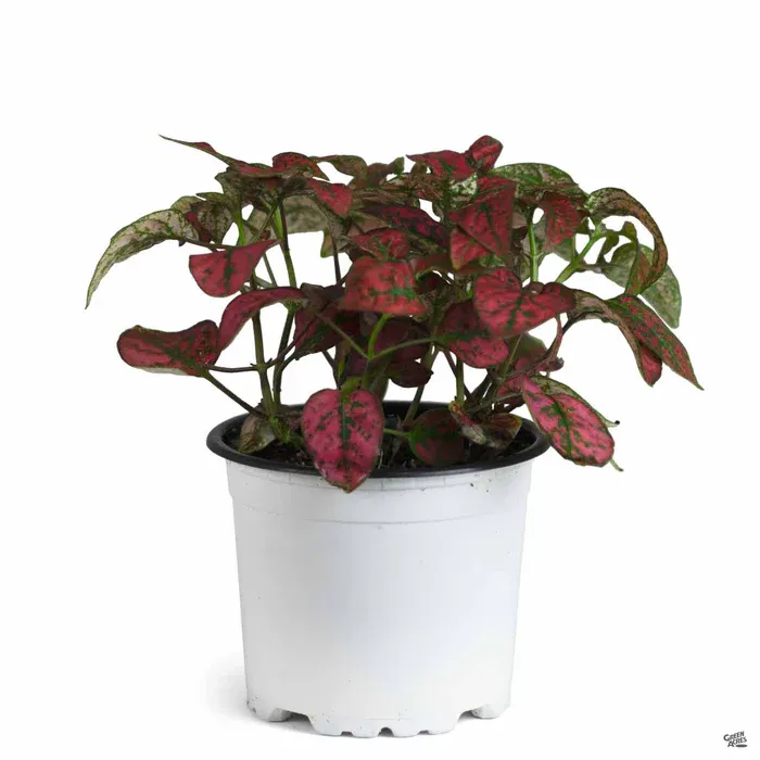 Hypoestes - Polka Dot Plant 'Hippo Red'