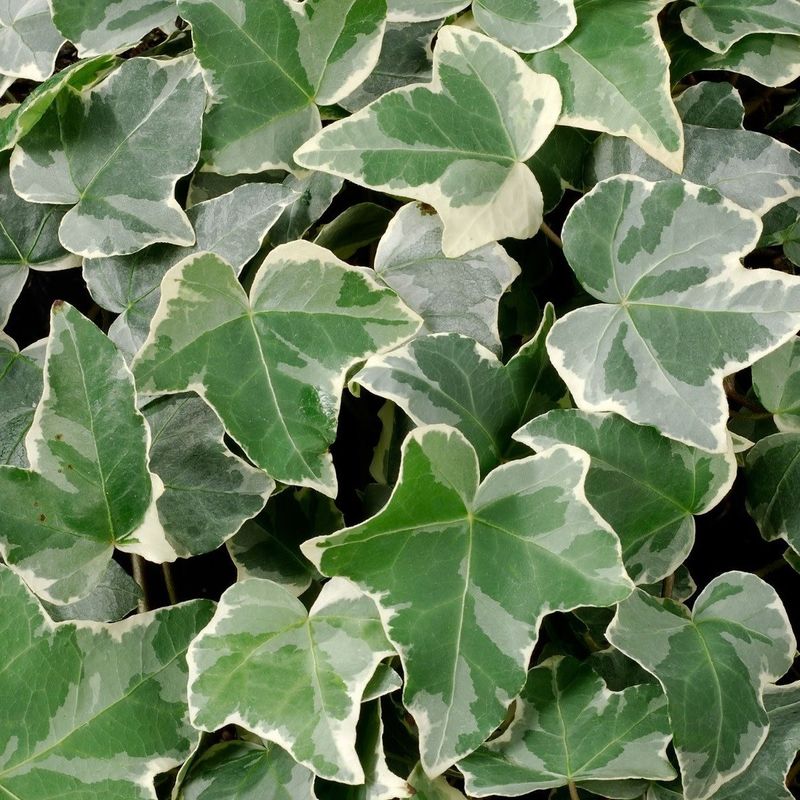 English Ivy - Glacier