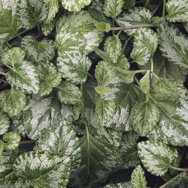 Lamium - Jade Frost Spotted Dead Nettle