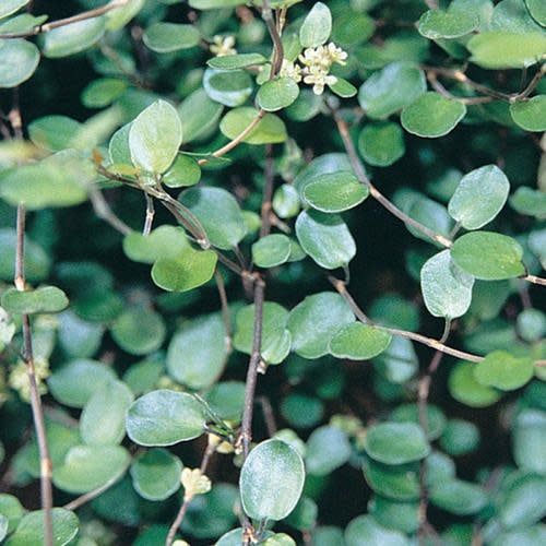 Muehlenbeckia- Big Leaf Creeping Wire Vine