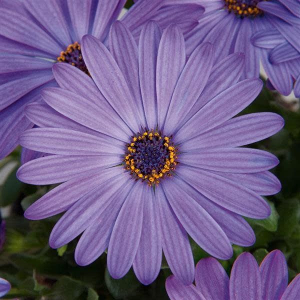 Osteospermum - Zion Denim Blue
