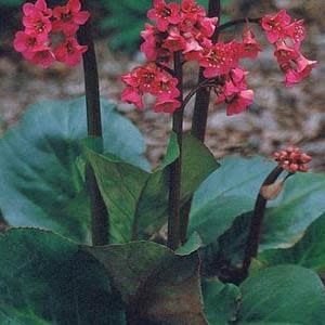 Lobelia - Riviera Midnight Blue (6 Pack Regular)