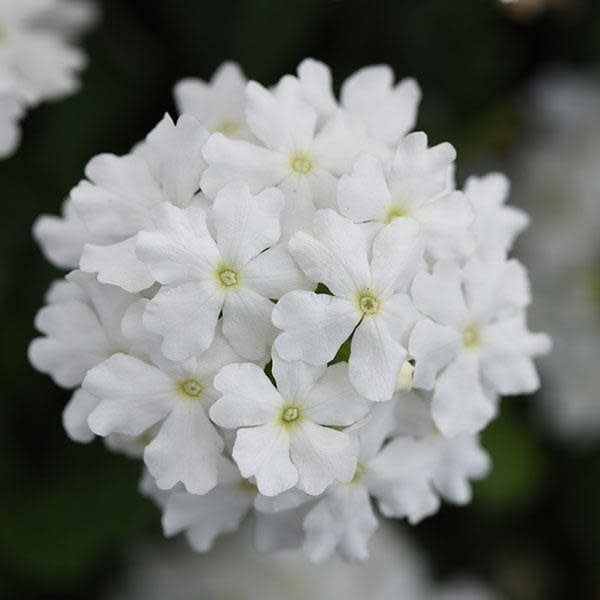 Verbena - Firehouse White