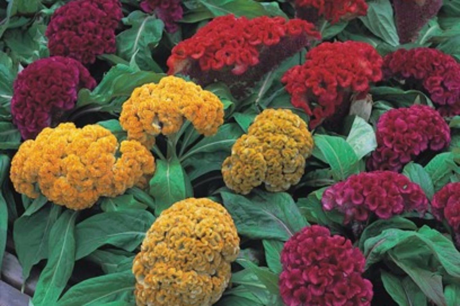 Celosia - Armor Mix (6 Pack Regular)