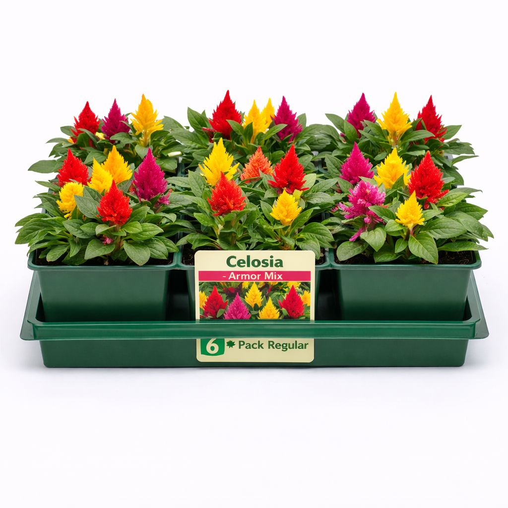 Celosia - Armor Mix (6 Pack Regular)