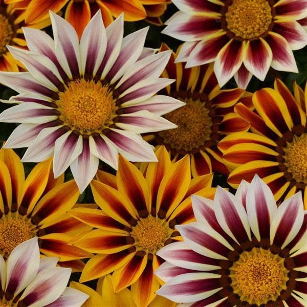 Gazania - New Day Tiger Mix Gazania (6 Pack Regular)