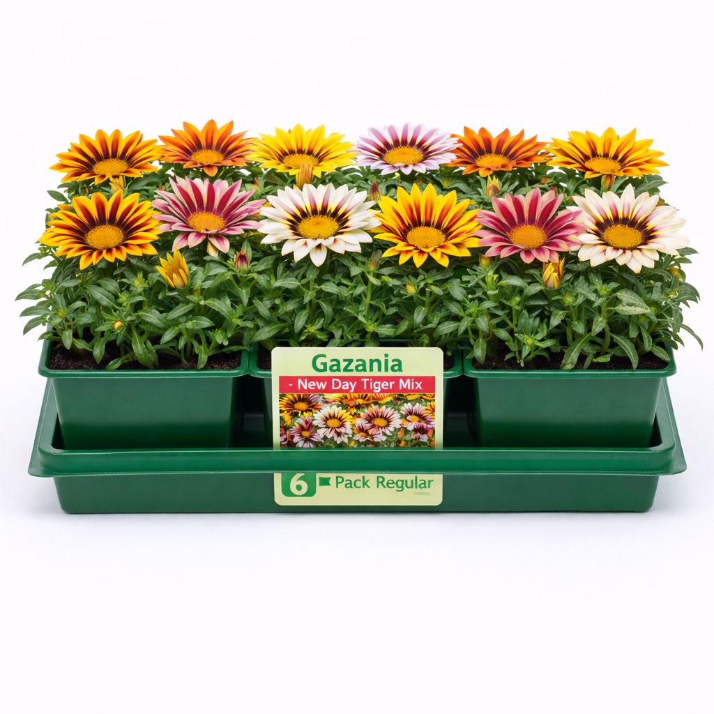 Gazania - New Day Tiger Mix Gazania (6 Pack Regular)