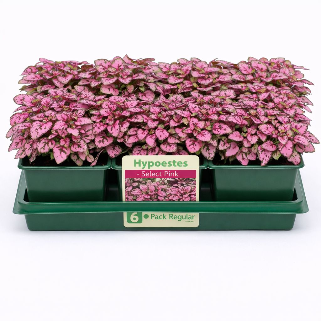 Hypoestes - Select Pink Hypoestes (6 Pack Regular)