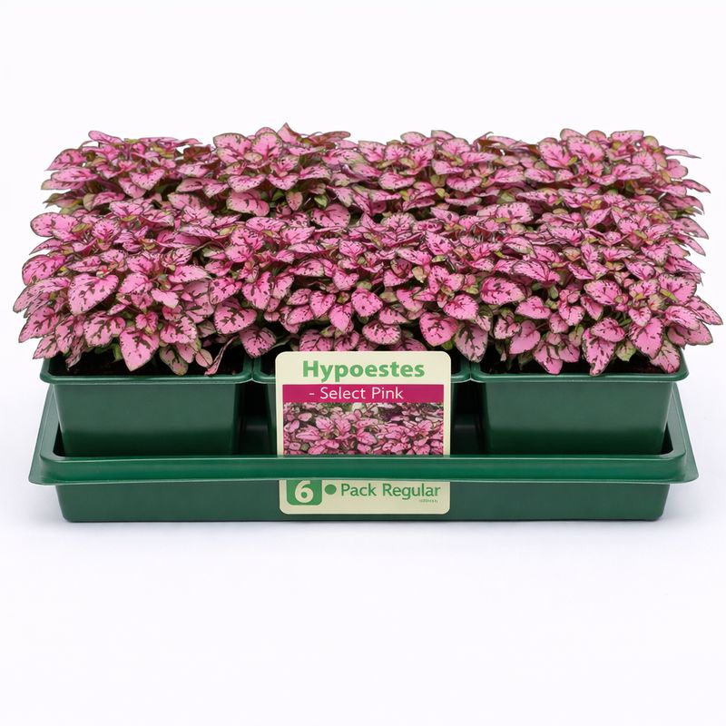Hypoestes - Select Pink Hypoestes (6 Pack Regular)
