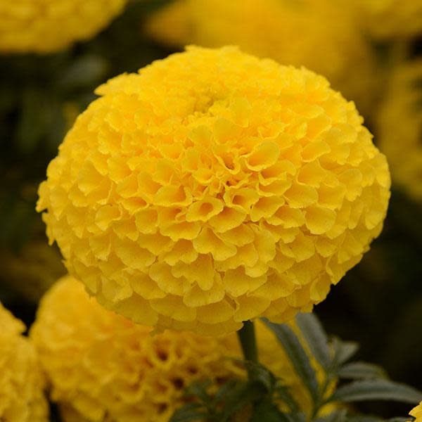 Marigold - African Taishan Yellow (6 Pack Regular)