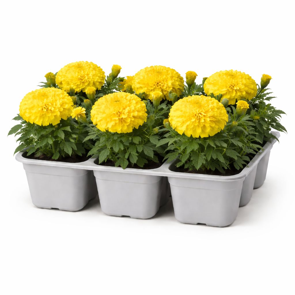 Marigold - African Taishan Yellow (6 Pack Regular)