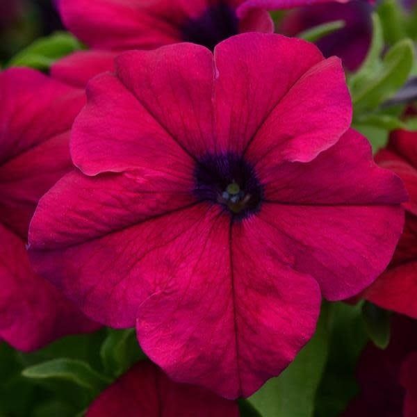 Petunia - Dreams Burgundy (6 Pack Regular)