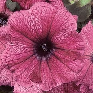Petunia - Madness Plum (6 Pack Regular)