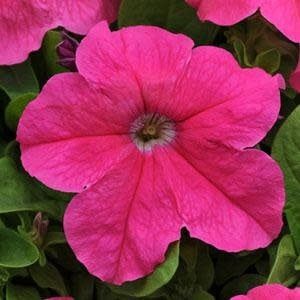 Petunia - Pretty Grand Pink Deep (6 Pack Regular)