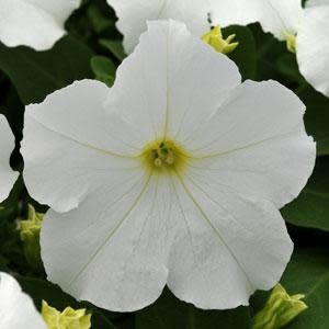 Petunia - Pretty Grand White (6 Pack Regular)