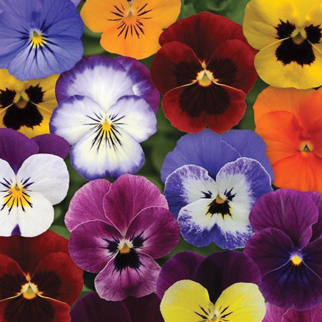 Viola - Sorbet XP Autumn Select Mix (6 Pack Regular)