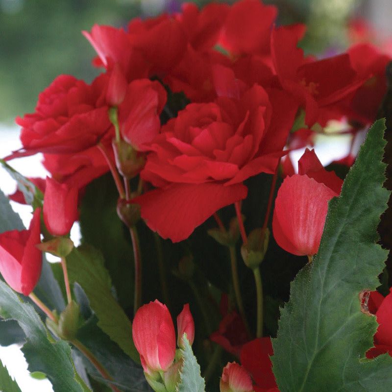 Begonia - Illumination Rose