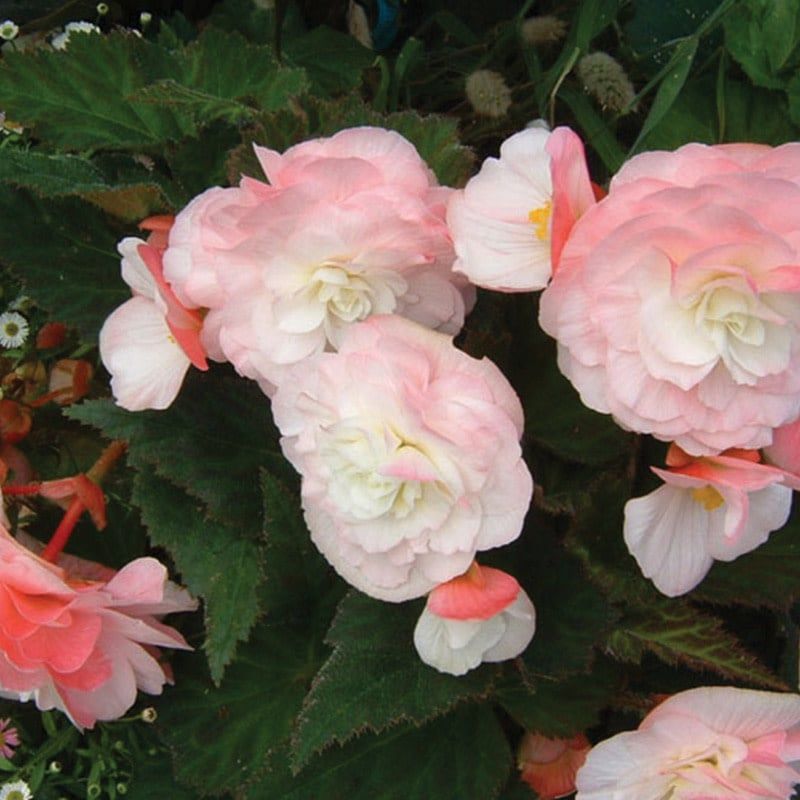 Begonia - Nonstop Appleblossom