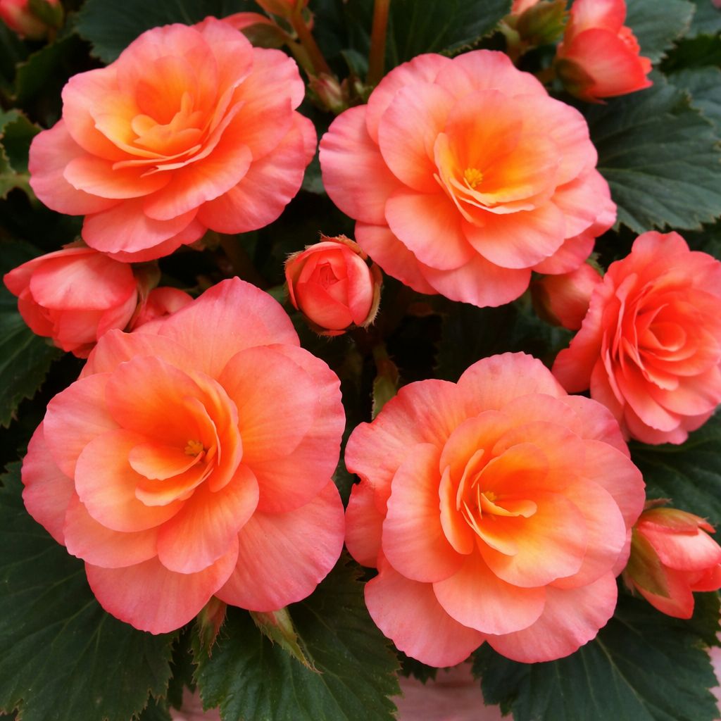 Begonia - Sun Solenia Apricot