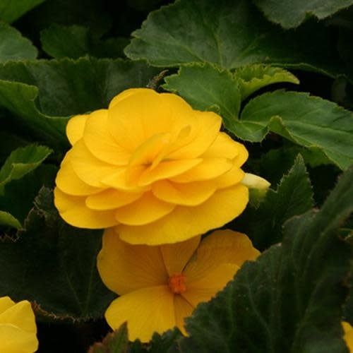 Begonia - Nonstop Mocca Yellow