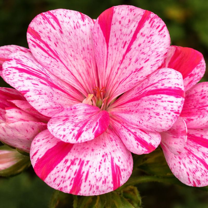 Geranium - Survivor Pink Batik