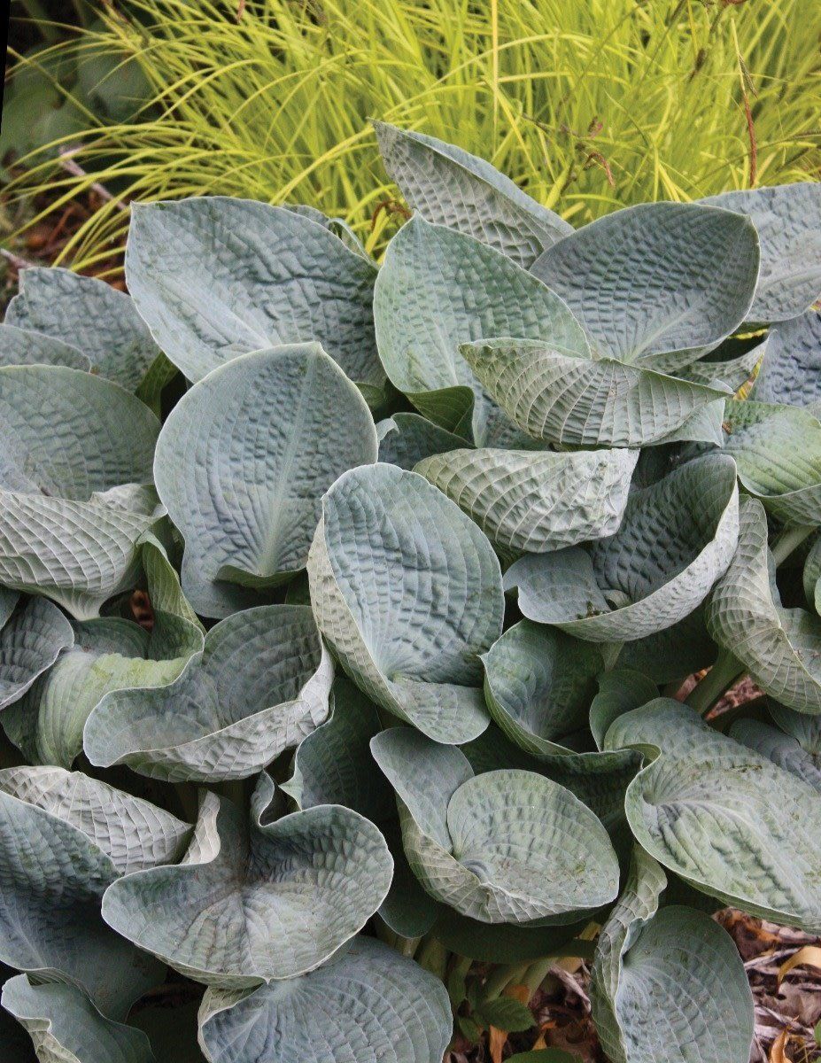 Hosta (Plantain Lily) - Big Daddy