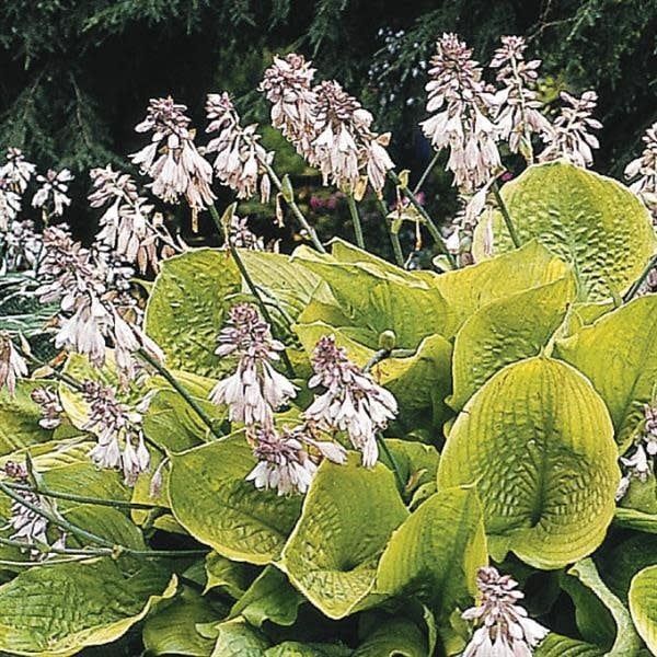 Hosta (Plantain Lily) - Sum &amp; Substance