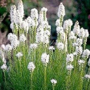 Liatris 'Floristan White'