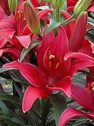 Lilium (Lily) Asiatic - Tiny Ghost