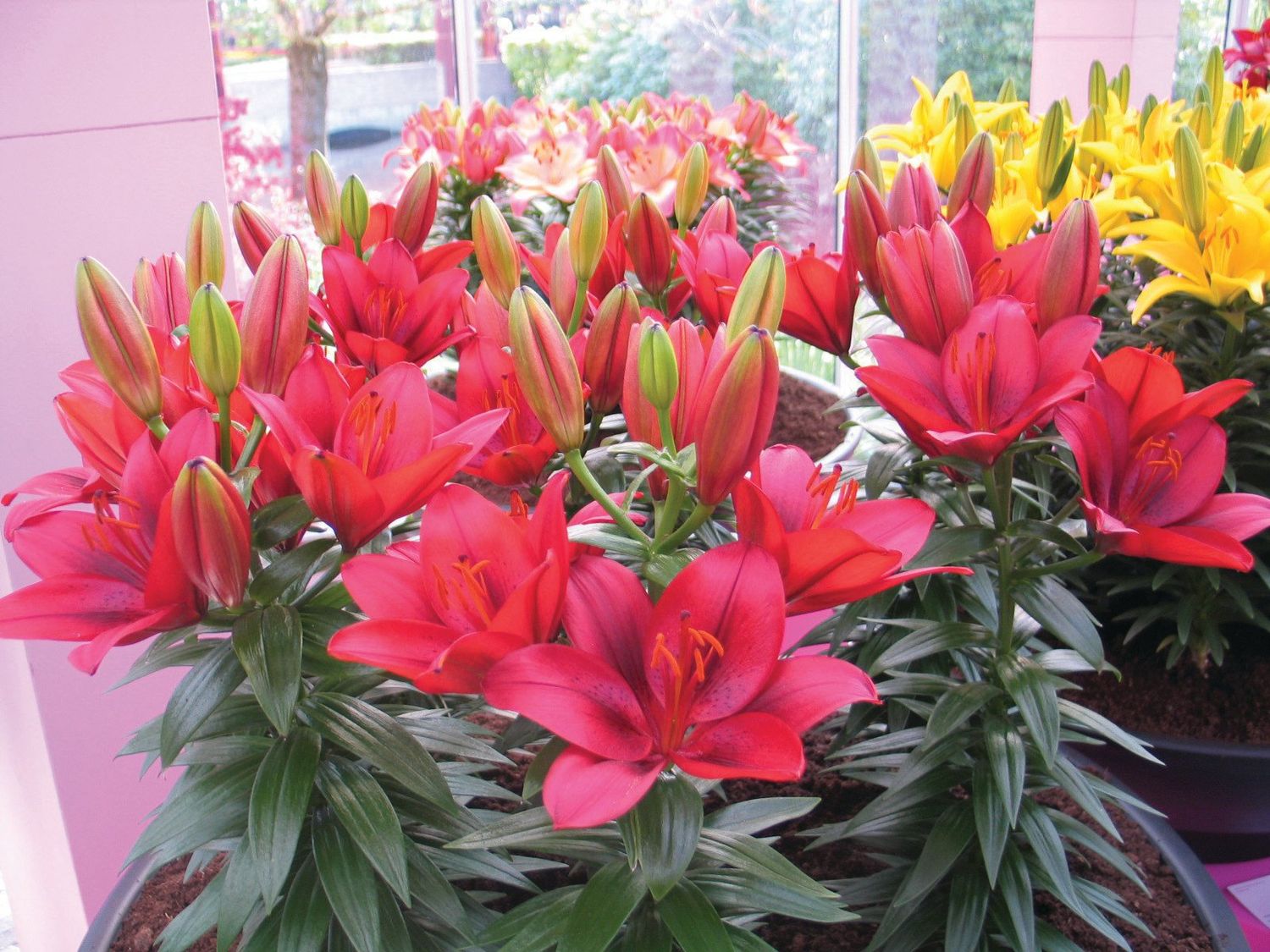 Lilium (Lily) Asiatic - Tiny Rocket