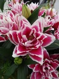 Lilium - Double Oriental Lily - Roselily Samantha