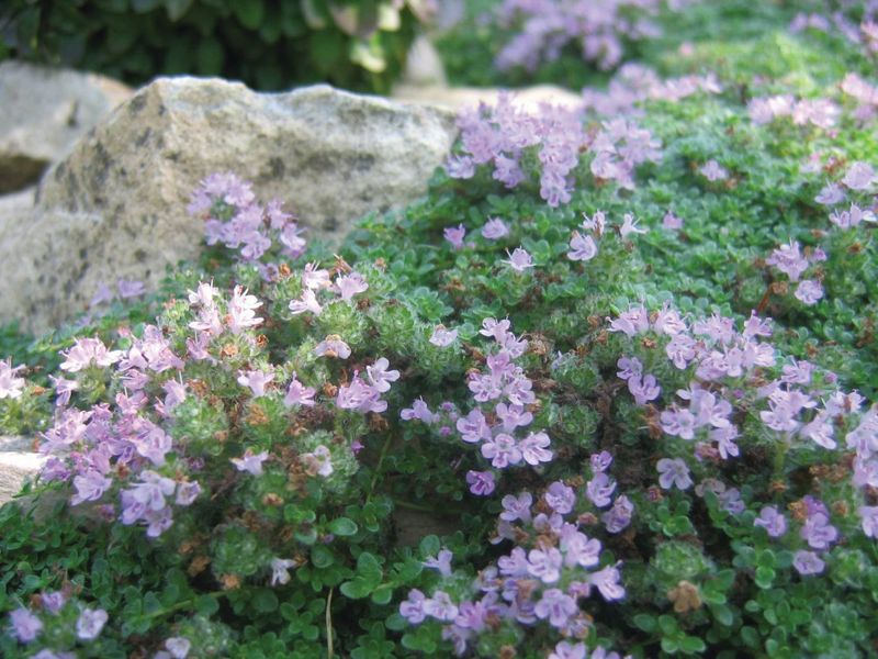 Thymus Pseuedolanginosis - Wooly Thyme