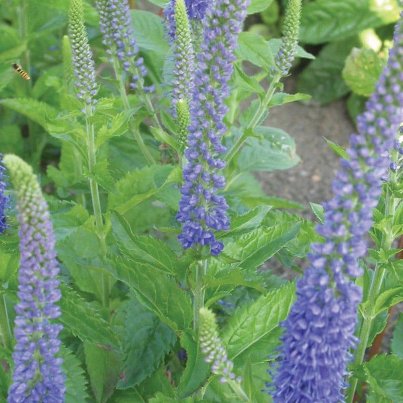 Veronica (Speedwell) - Royal Candles