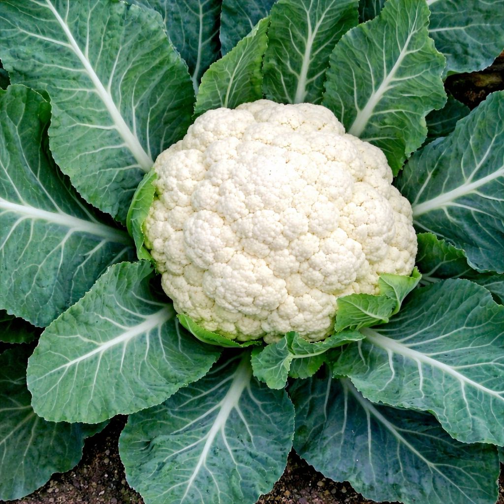 Cauliflower - Snow Crown (6 Pack)