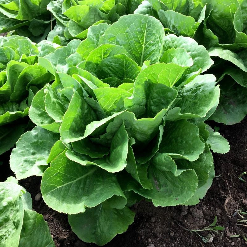 Lettuce - Parris Island Cos (6 Pack)