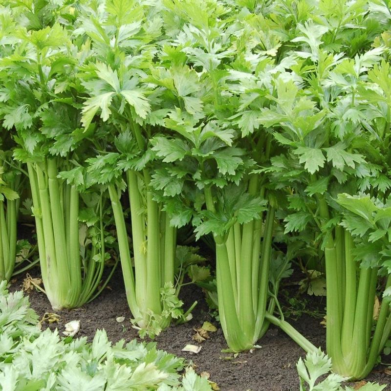 Celery - Tango (6 Pack)