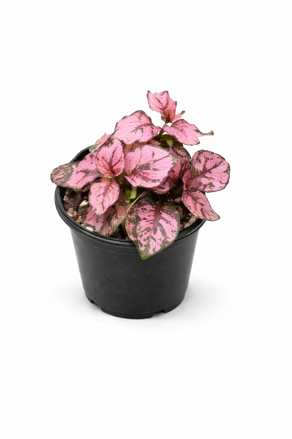 Hypoestes - Polka Dot Plant 'Hippo Rose'