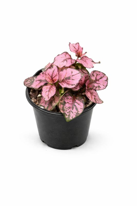 Hypoestes - Polka Dot Plant 'Hippo Rose'