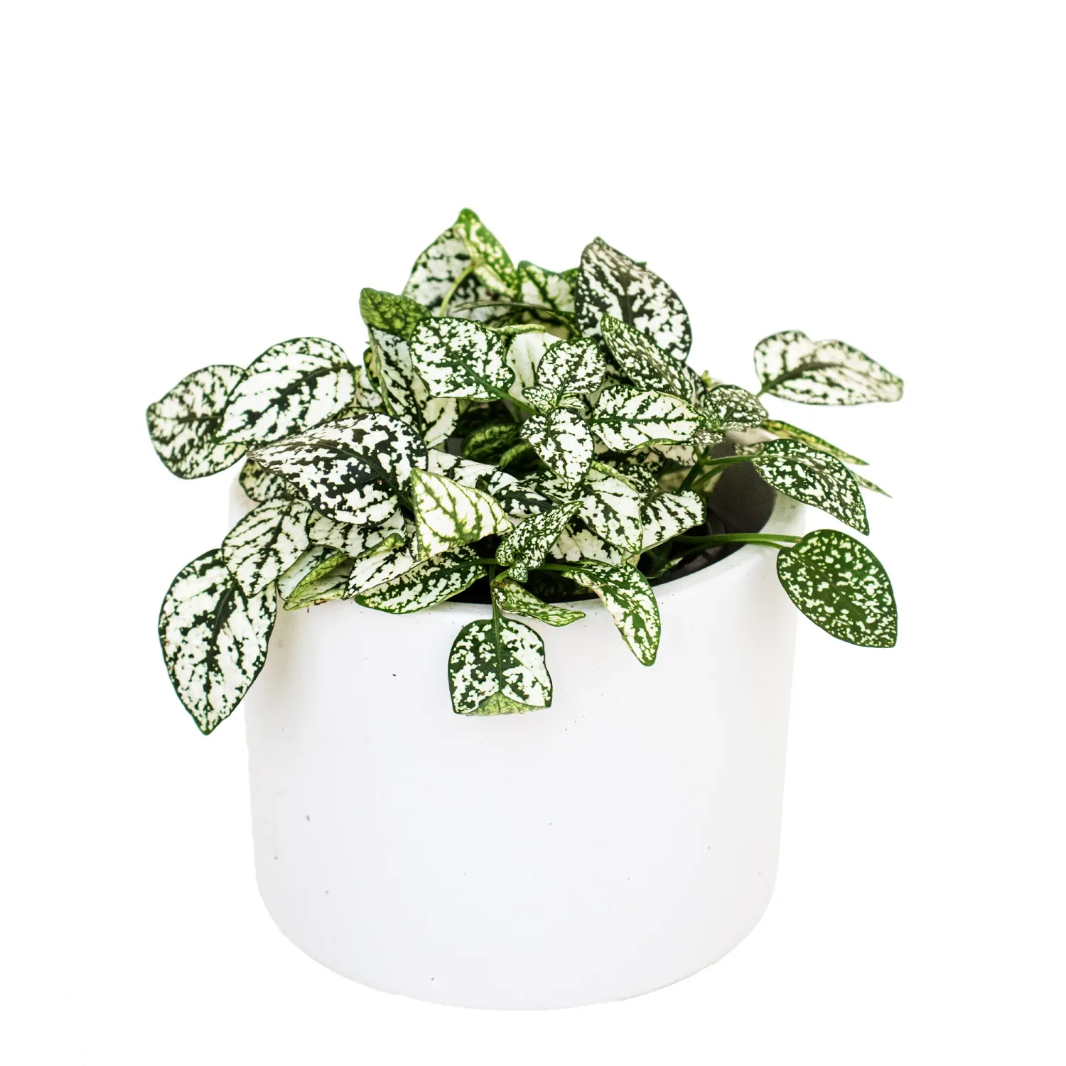 Hypoestes - Polka Dot Plant 'Hippo White'