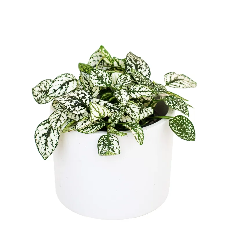 Hypoestes - Polka Dot Plant 'Hippo White'