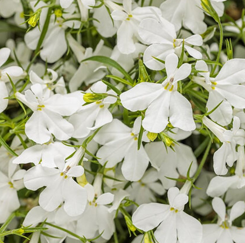 Lobelia - Regatta White (6 Pack Regular)