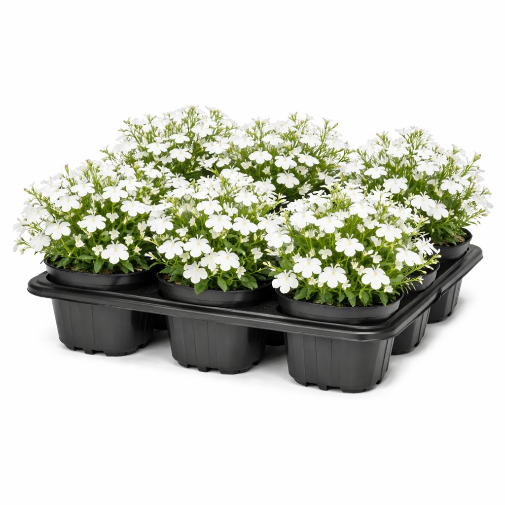 Lobelia - Regatta White (6 Pack Regular)