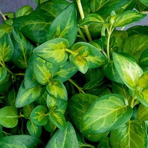 Vinca - Maculata Periwinkle